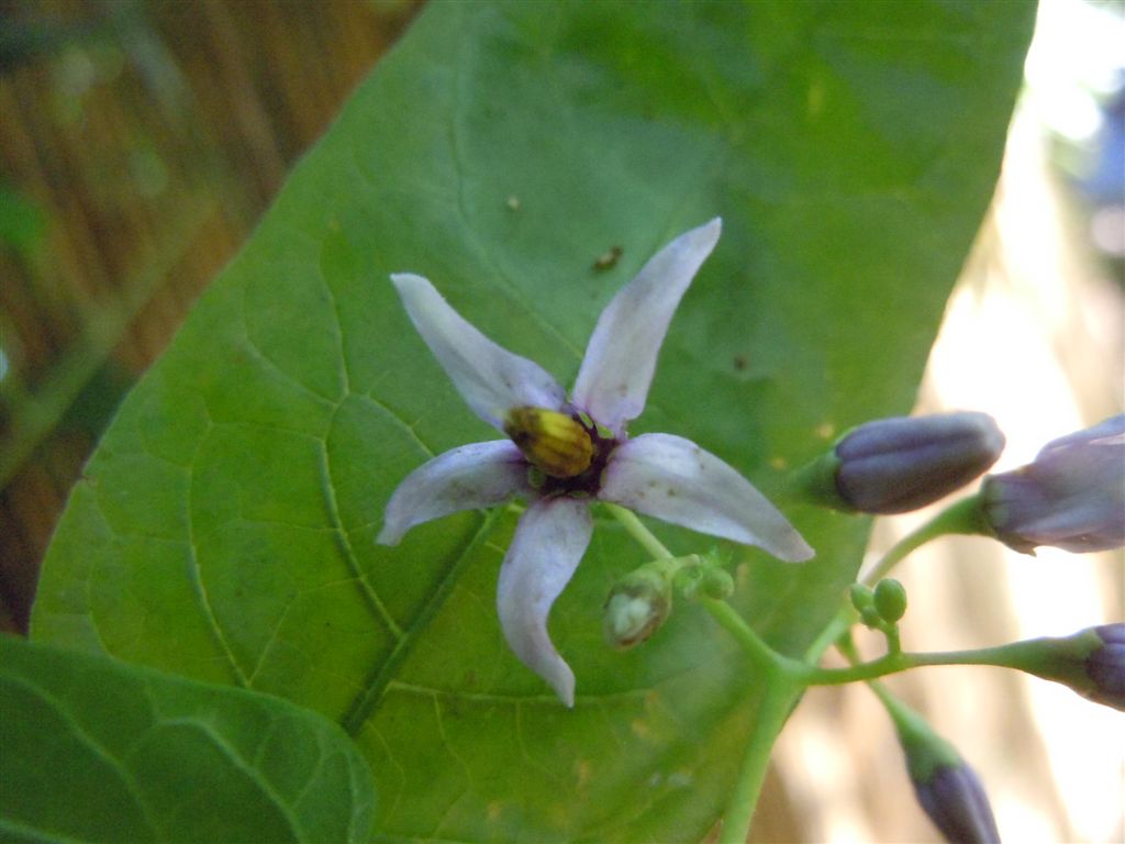 Solanum dulcamara